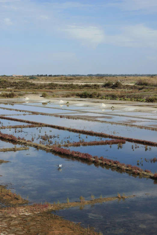 two white birds and a water way covered with plants