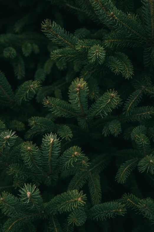 green fir tree nches from above with no leaves