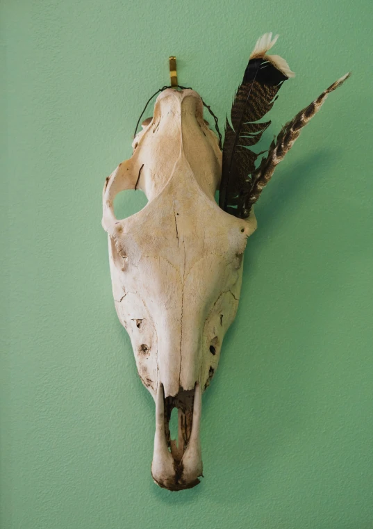 a cow skull with a bird's tail attached