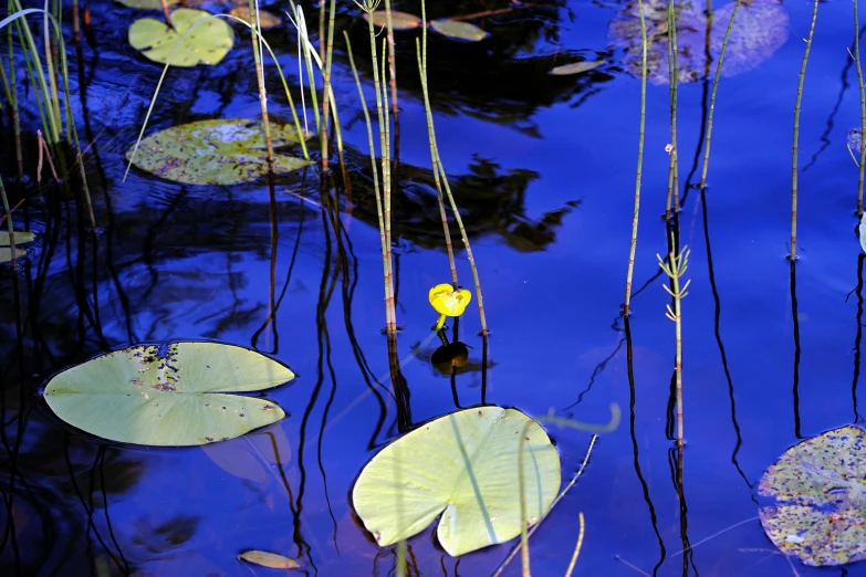 a water garden with lily pads and yellow flower