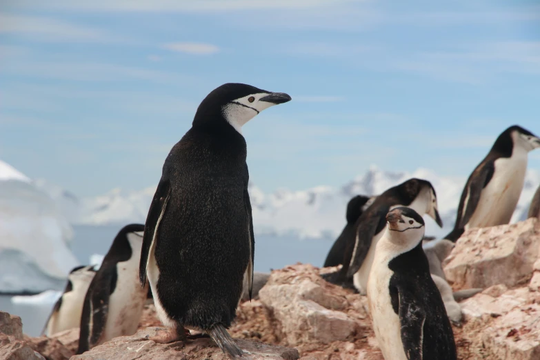 a group of penguins that are walking around