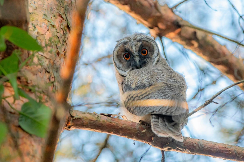 an owl sitting on top of a tree nch