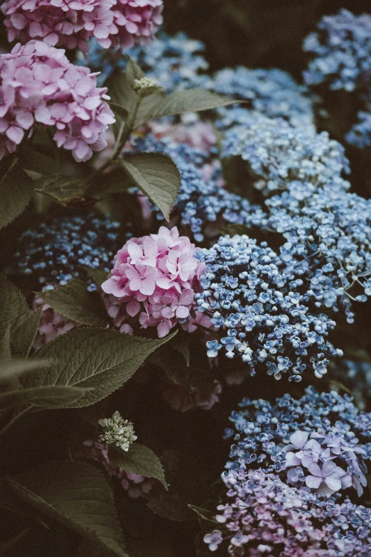 the colorful flowers are in bloom next to each other