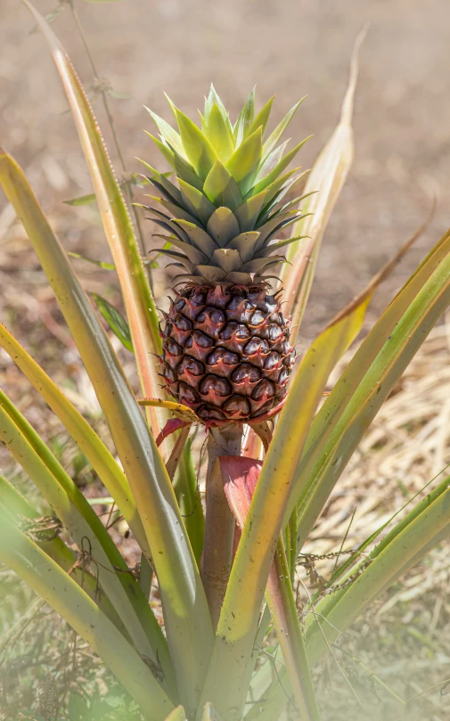 a single pineapple growing on top of some plants