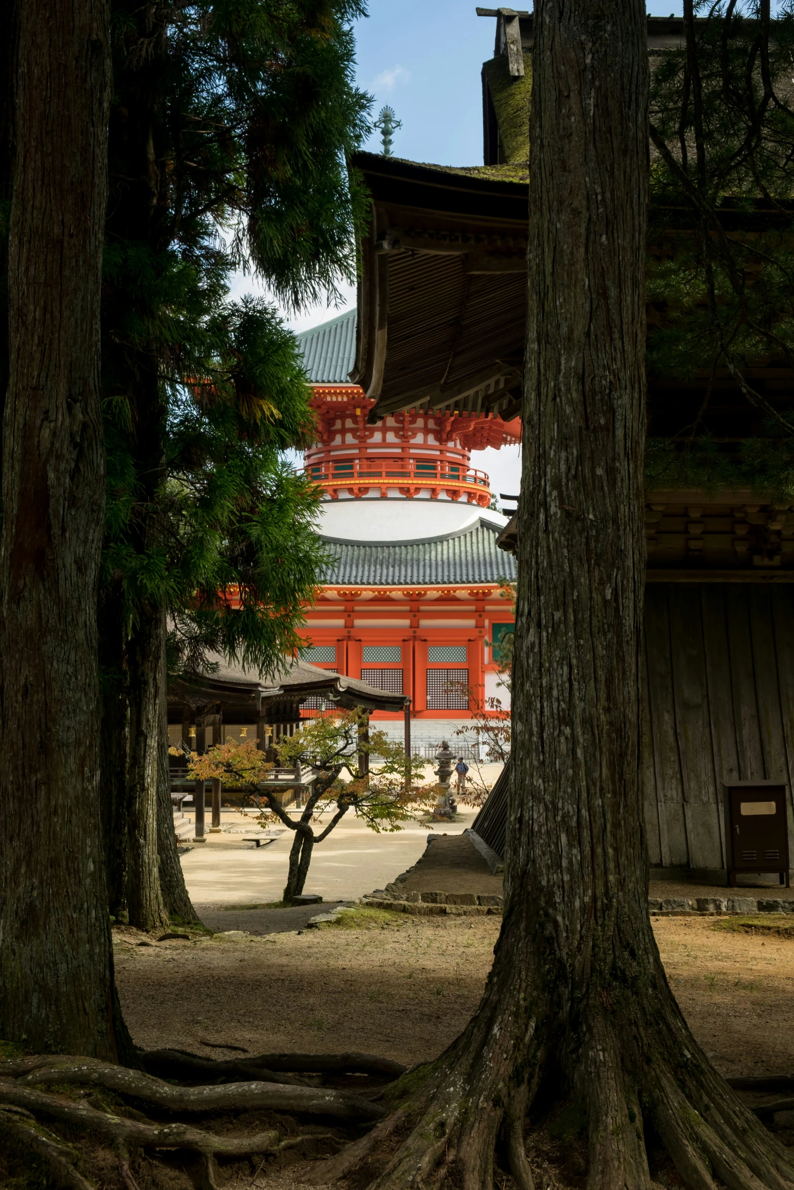 trees are standing near a structure in the forest