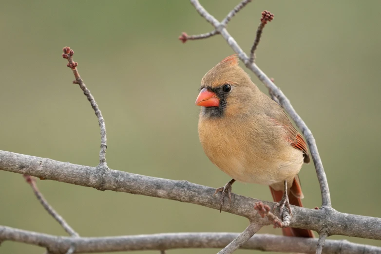 the bird is sitting on a nch of a tree