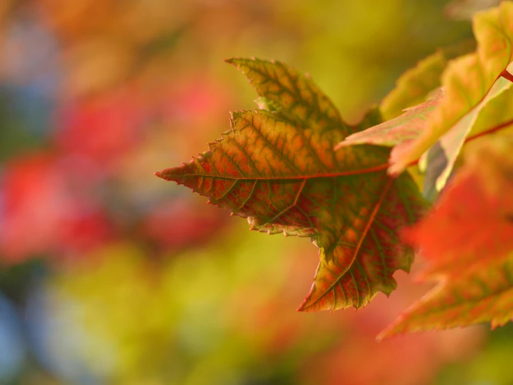 bright red and green leaves with blurred background