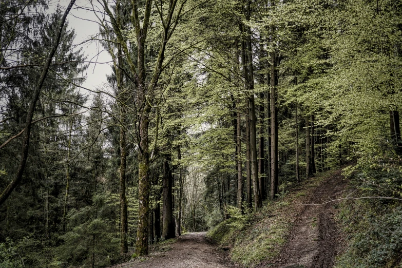 a dirt road is in the middle of a forest