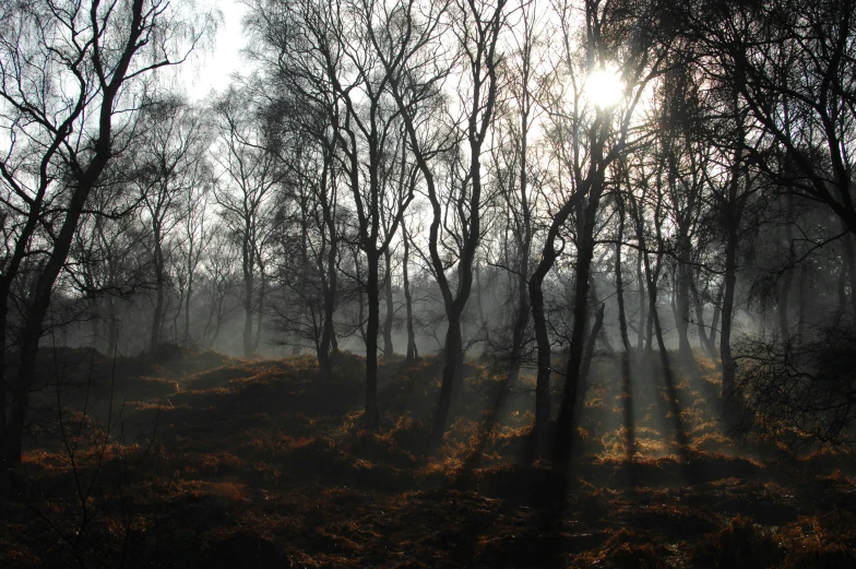 the sun peeking through the trees in a foggy forest