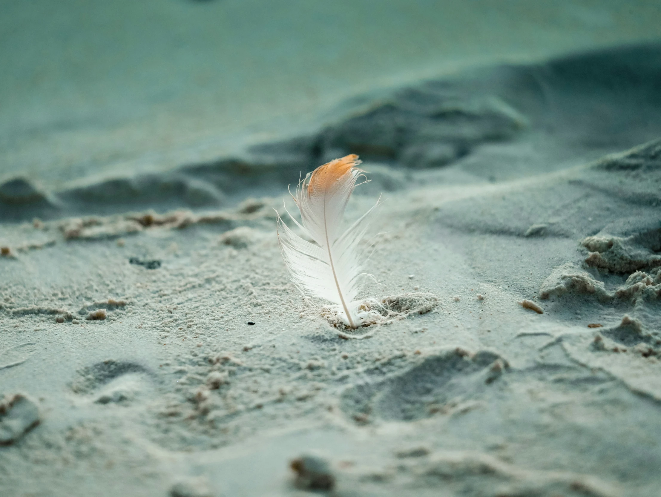 an orange feather sits in the sand