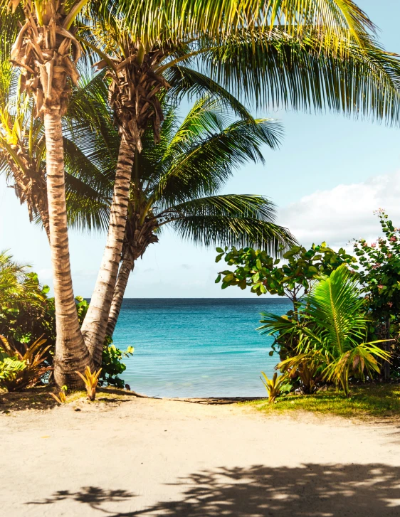 palm trees next to an ocean with a bench