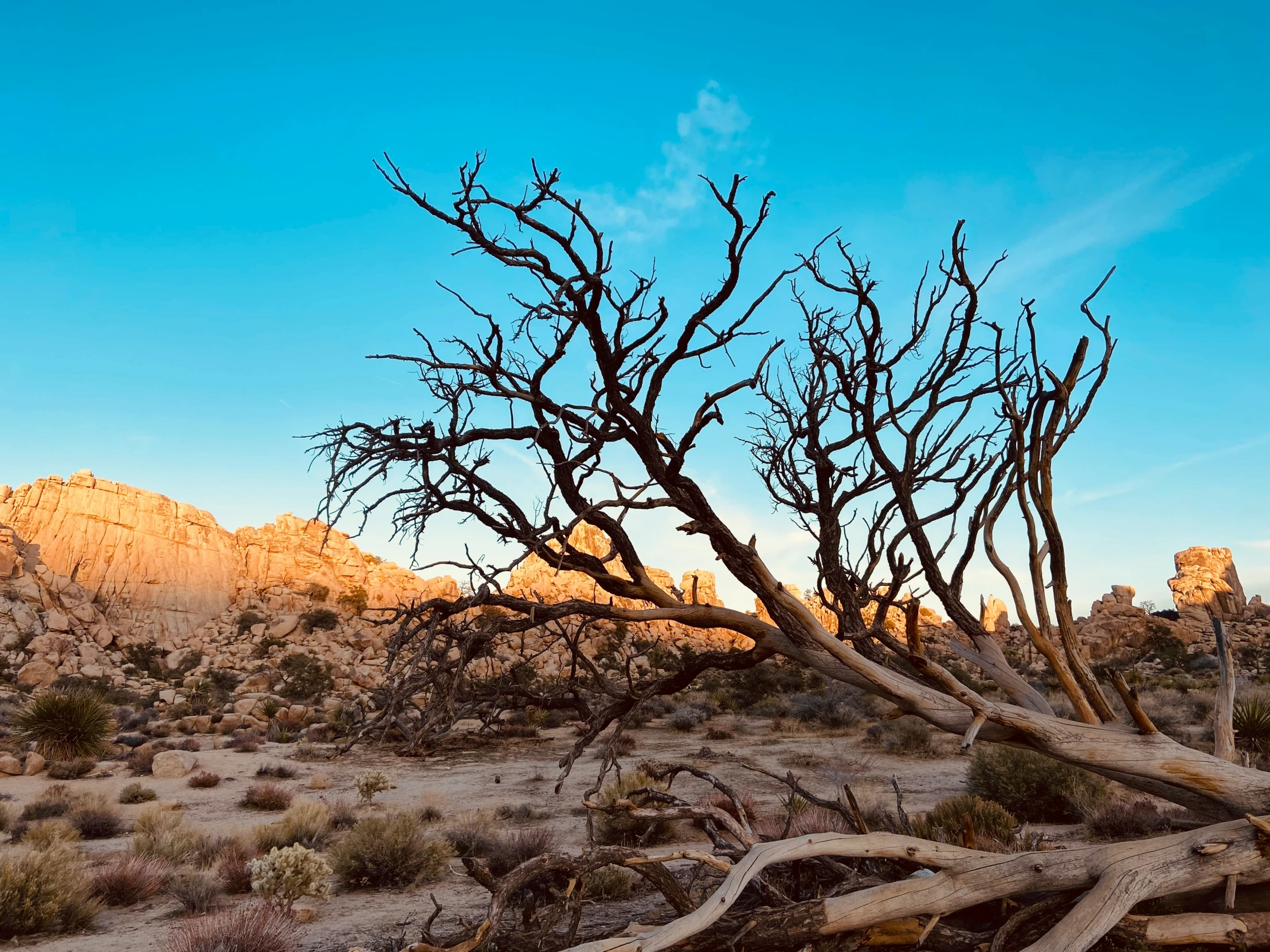 desert scene with dry trees and desert in distance