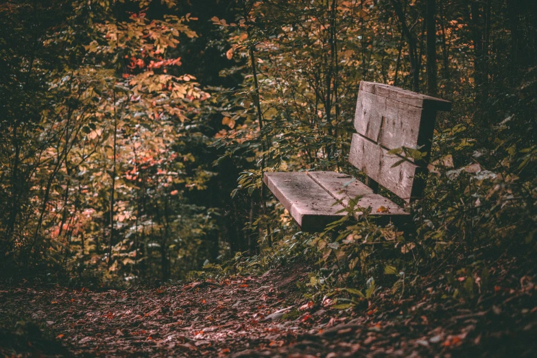 a bench sitting on the ground in the middle of some leaves