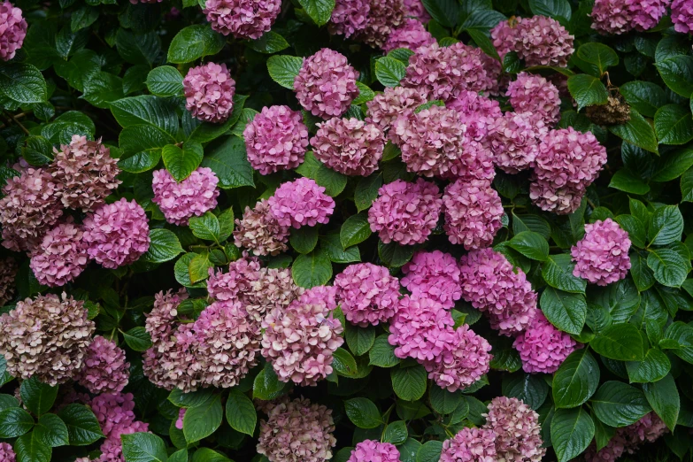 some very pretty pink flowers next to green leaves