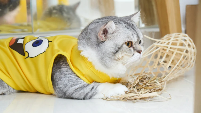 a gray and white cat wearing a yellow t - shirt with a penguin on it