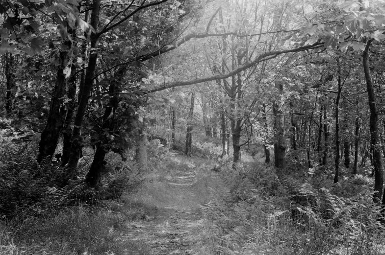 a foggy path leads through a forest on a very overcast day