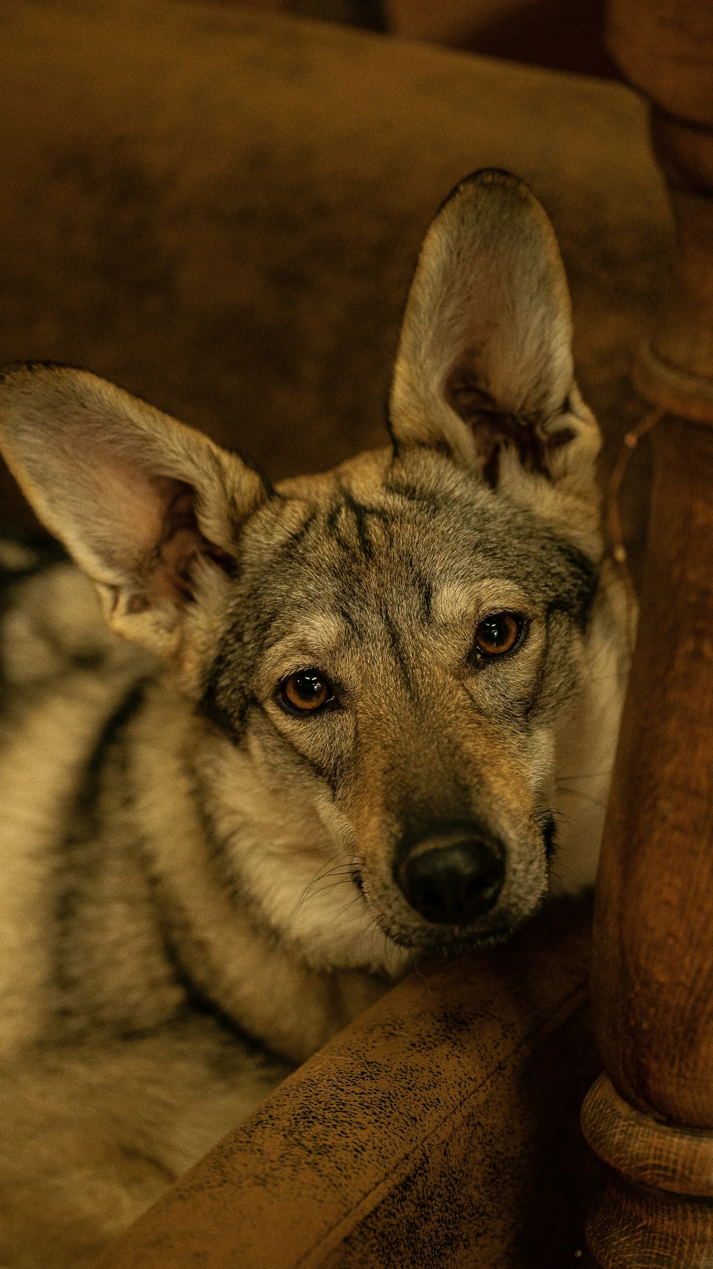 a gray and white dog is laying down on the floor