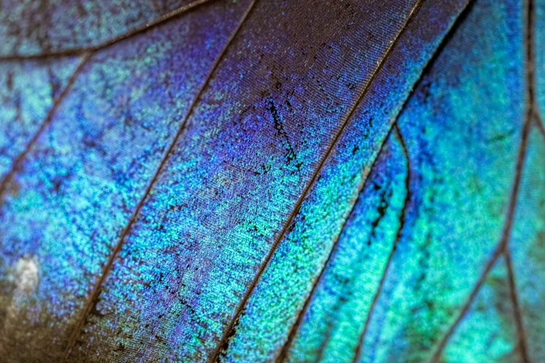 the back side of a blue leaf