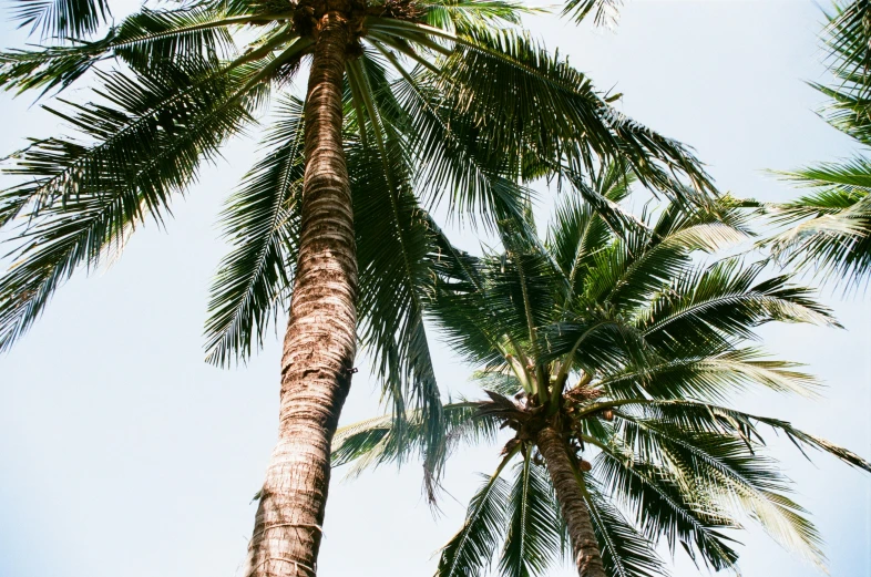 a tall palm tree sitting under a blue sky