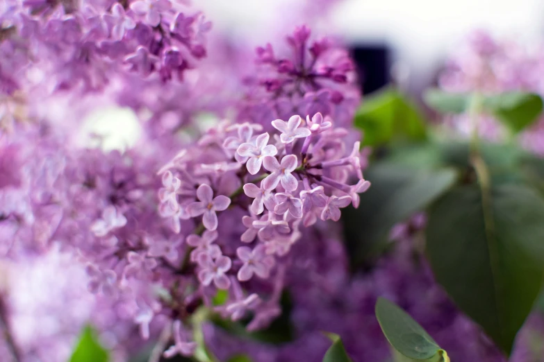 a bunch of purple flowers sitting in a pile