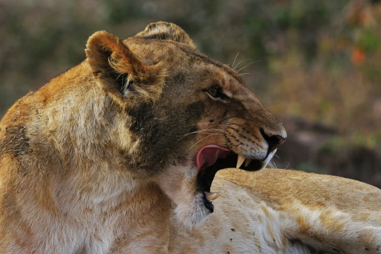 a close up of a lion with his mouth open
