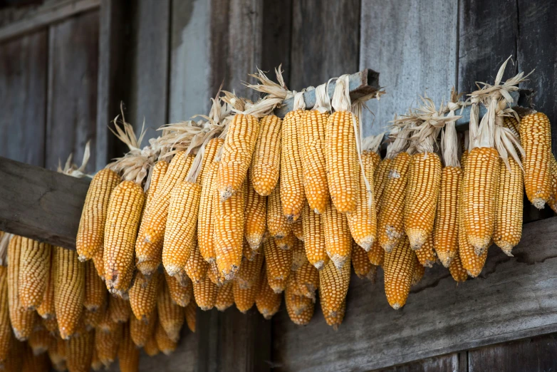 the corn is hanging from the roof of the building