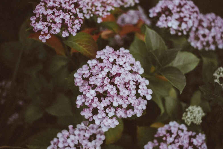 pink and white flowers in bloom in blurry po