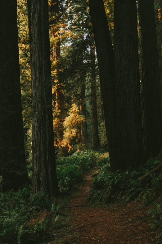 a path runs through the woods between tall trees