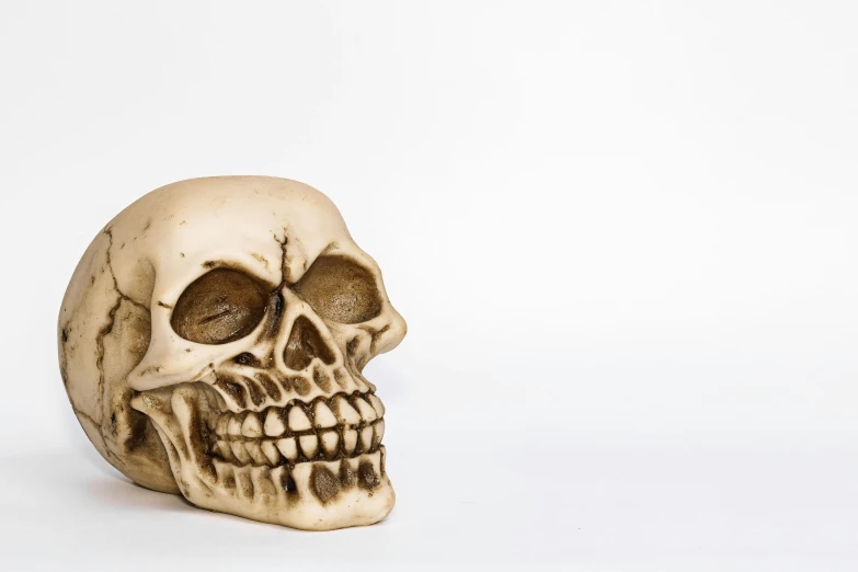 a close up of a skull on a white background