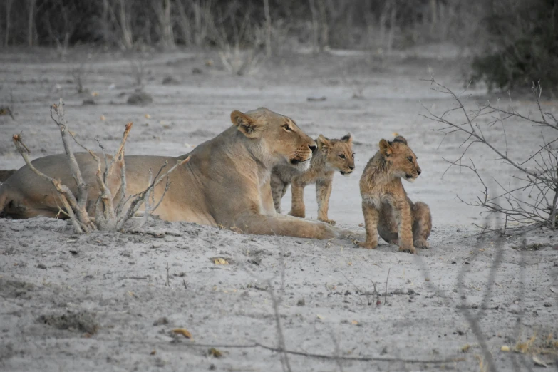 two lions laying on the ground as a second one watches