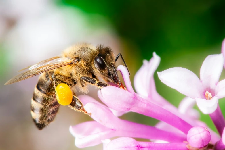 a bee is standing on some pink flowers