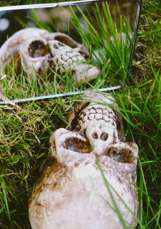 two skulls and a mirror sit in the grass