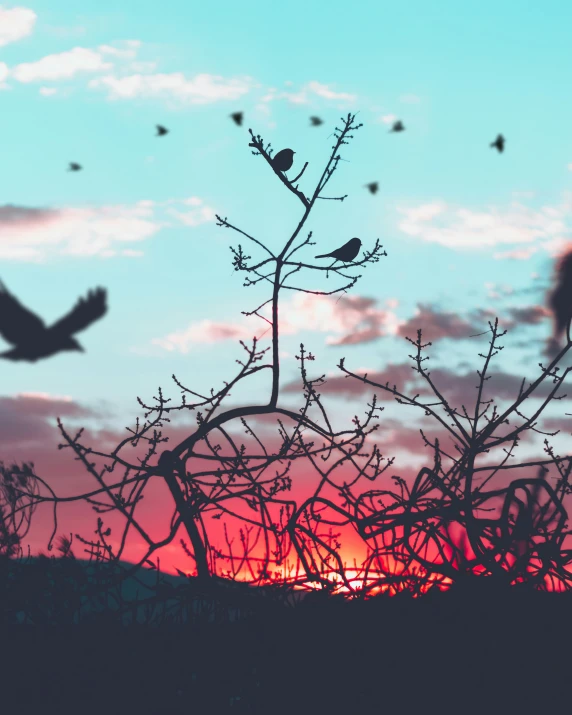 silhouettes of trees against a sunset with birds flying in the distance