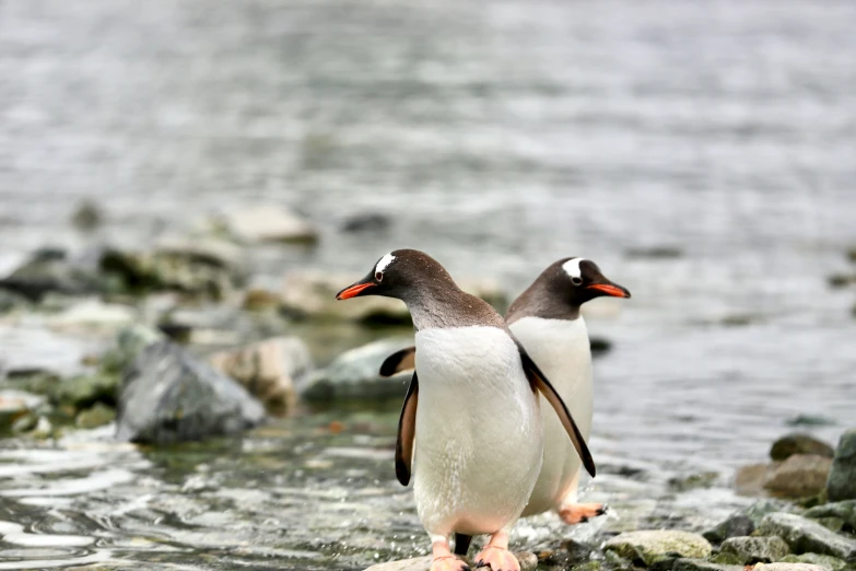 two white penguins standing on top of rocks