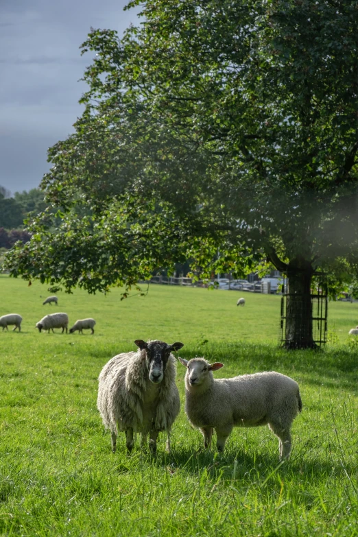 two sheep are standing in the grass and some trees