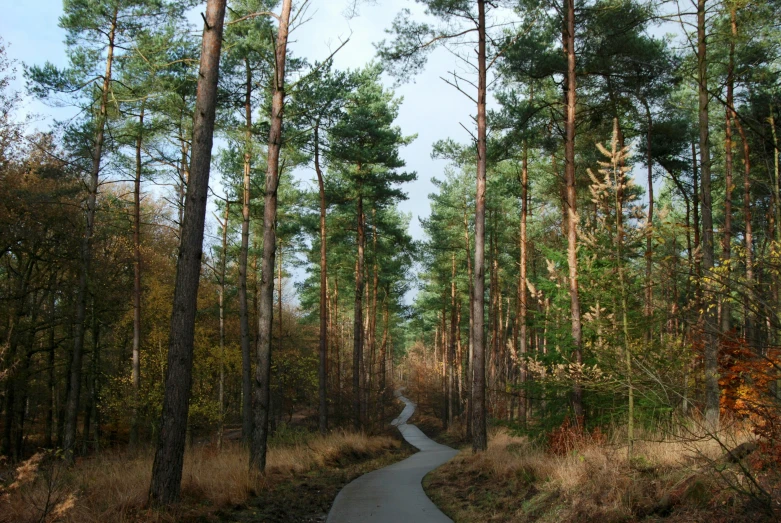 a dirt road winds through a row of tall pine trees