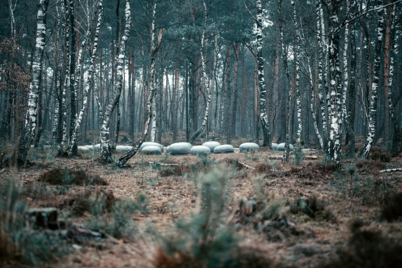 an image of white sheep in the woods