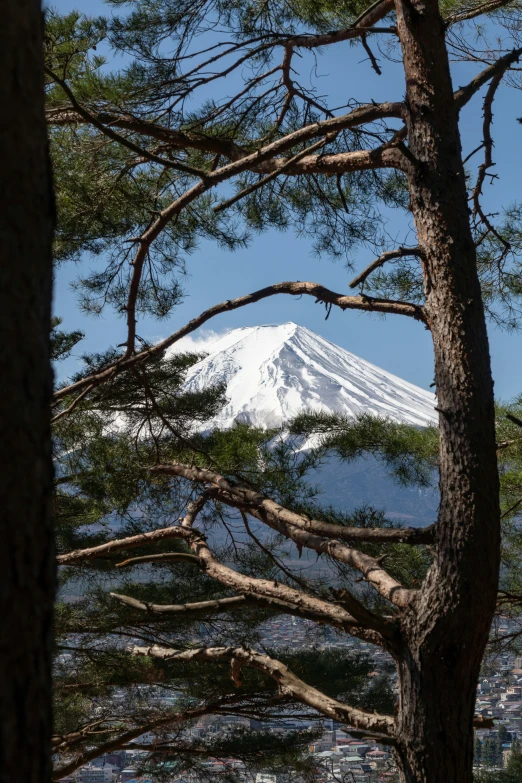 a tree in front of a snow covered mountain