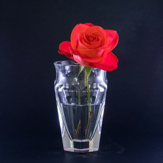 a rose in a clear glass vase against a black background