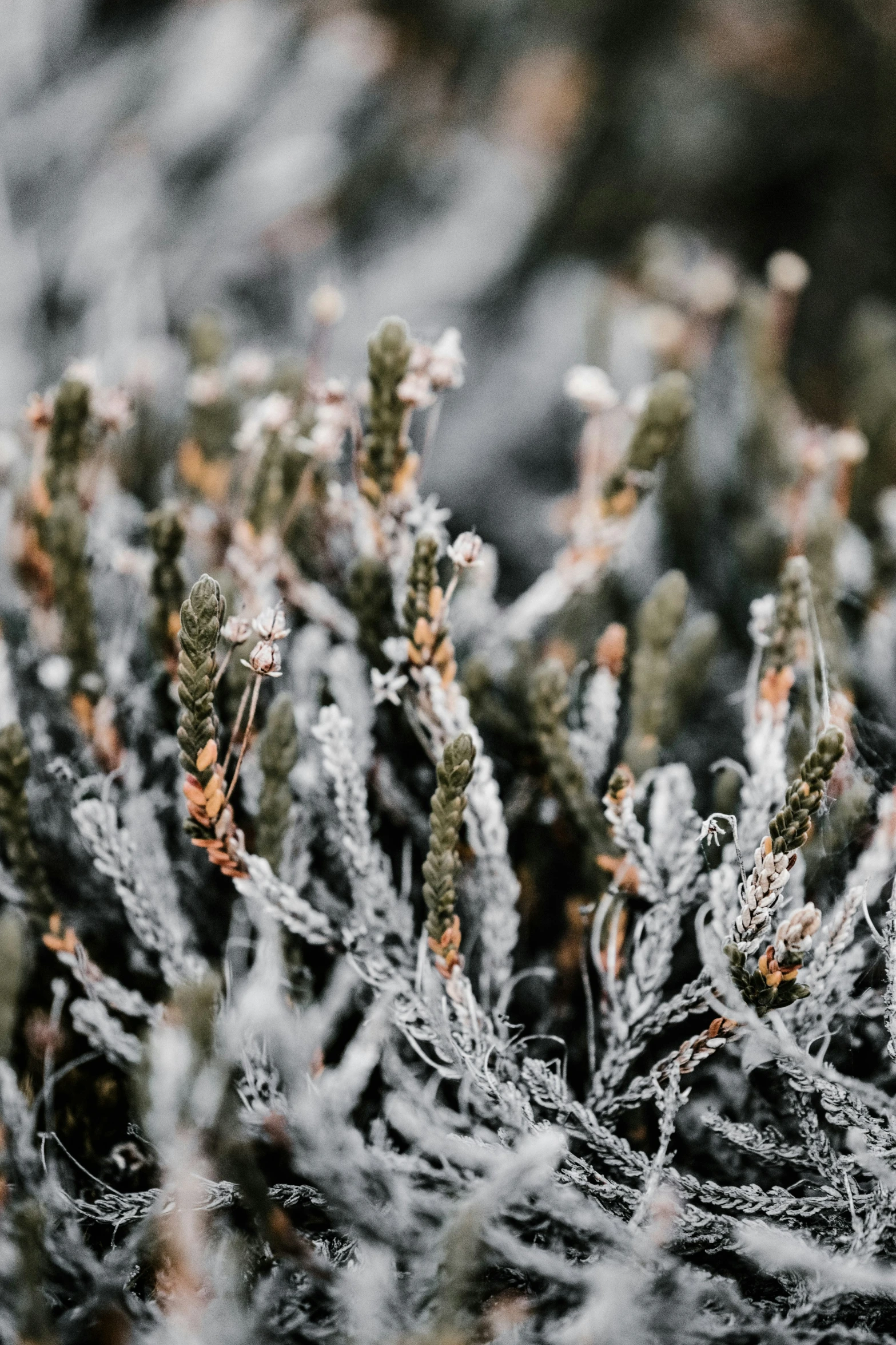 a close up po of moss and needles