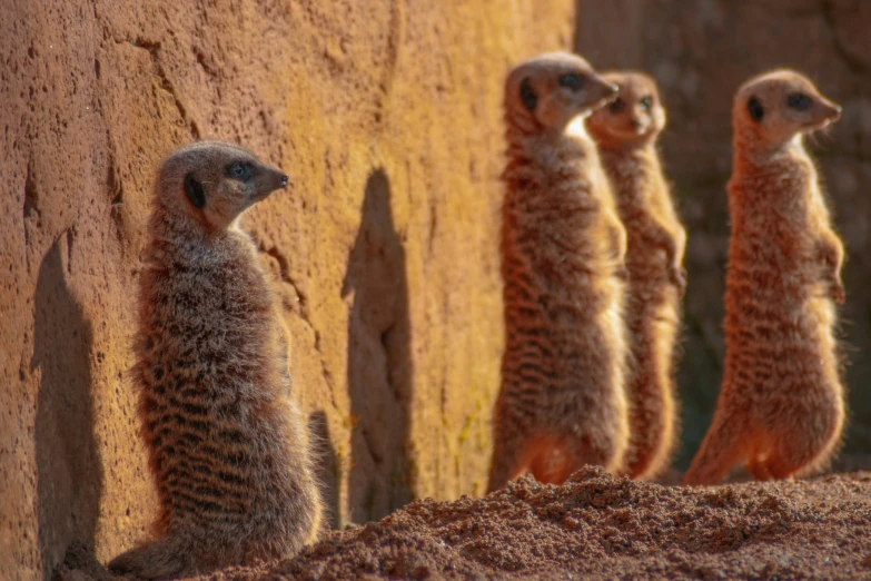 several baby meerkats looking away as they stand against a stone wall