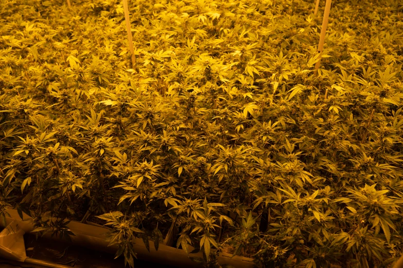 a large field full of green cannabis plants