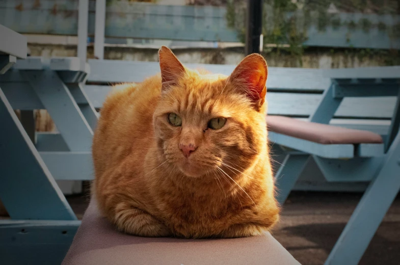 an orange cat laying on top of a wooden table