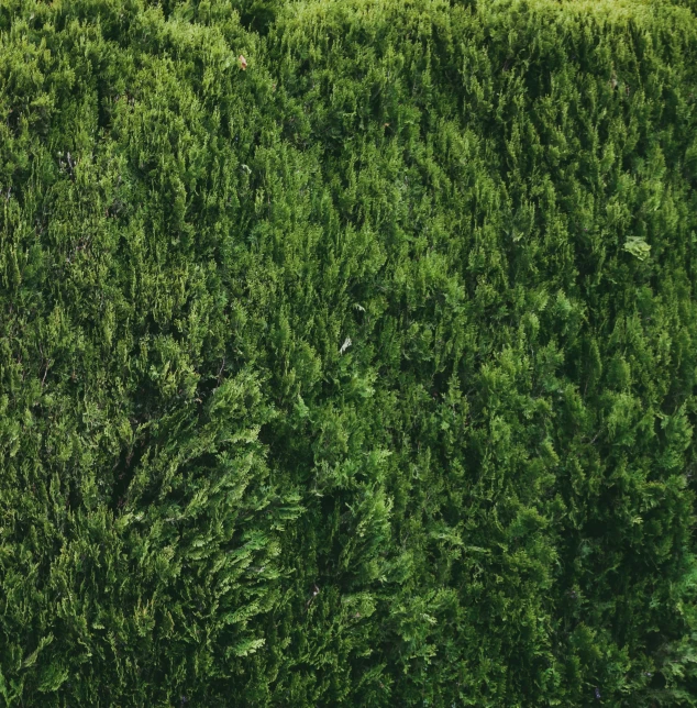 two sheep are standing in front of the tall grass