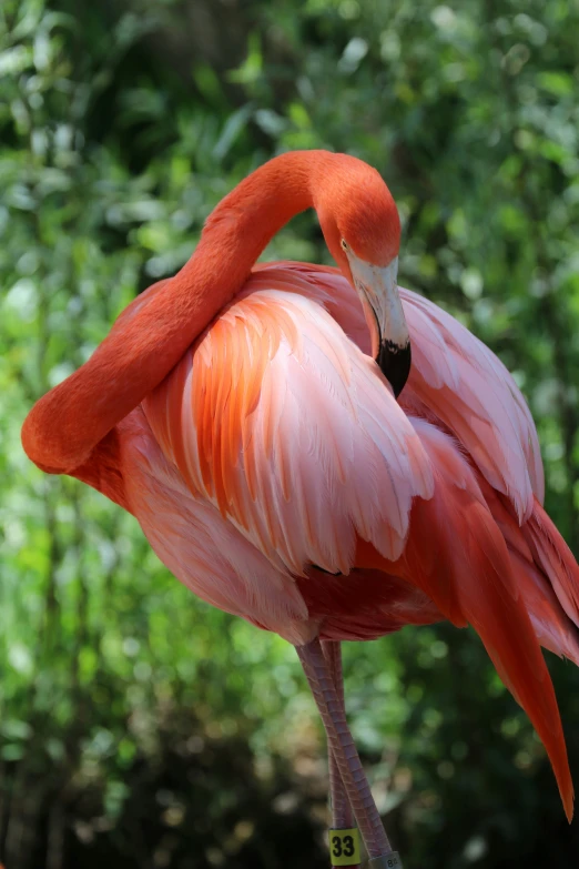 a flamingo standing on his hind legs with his head turned