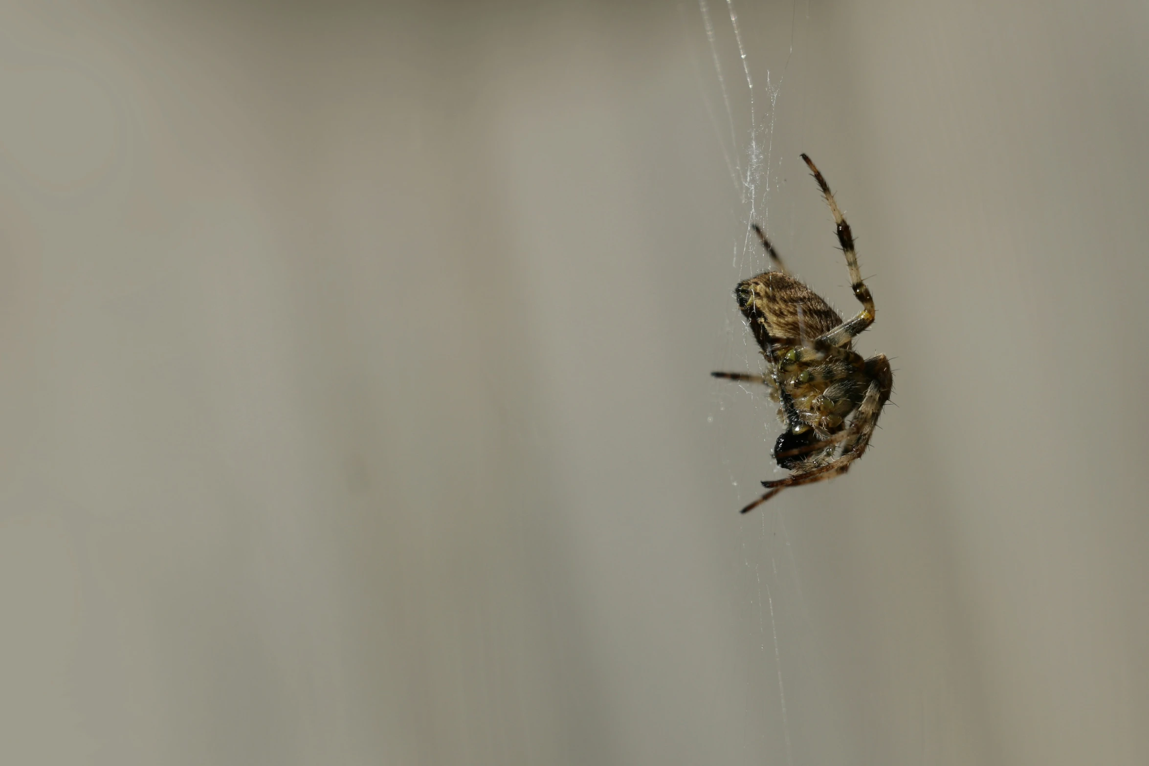 a yellow and black spider hanging upside down on a white background