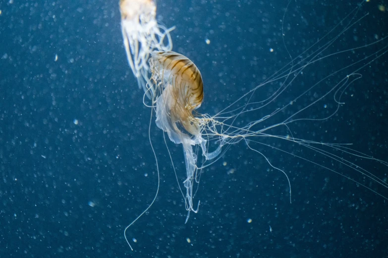 there is a very large jelly fish under the water