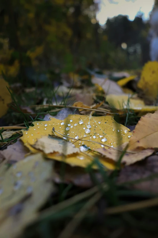 the autumn leaves are yellow with water droplets