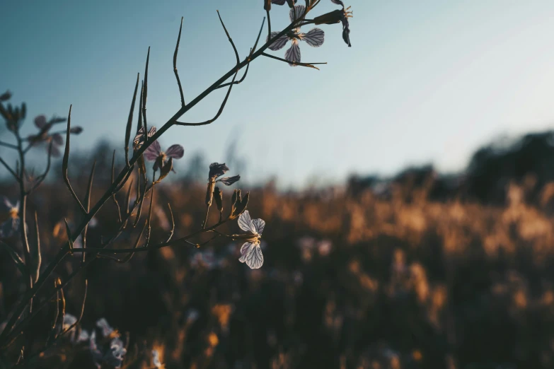 white flowers blooming in a meadow with a blue sky