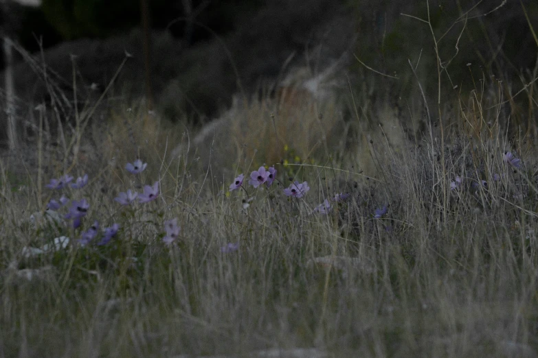 this is a very close - up view of purple wildflowers